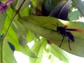 close up photo of small insects looking for food on leaves