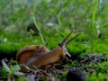 close up photo of a small snail, a mollusk animal whose eyes can be elongated against a background of green moss crumbles