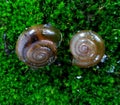 close up photo of 2 small snails on a rock full of green moss