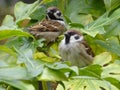 Close up of 2 Sparrows sitting on leaves