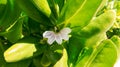 Small white flower from a tropical plant in the Bahamas