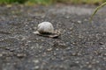 Close-up photo of a snail crawling on a gray road Royalty Free Stock Photo