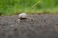 Close-up photo of a snail crawling on a gray road Royalty Free Stock Photo