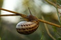 Close-up photo of a snail crawling on a stem of grass Royalty Free Stock Photo