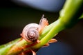Close up photo - Snail