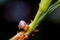 Close up photo - Snail