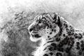 Close-up photo of a snow leopard sitting in an exhibit at a zoo Royalty Free Stock Photo