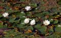 Snow-white water lilies surrounded by green leaves in a lake