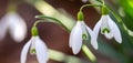 Close up of snowdrop flowers under sunlight - spring time flowers
