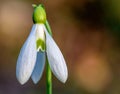 Close up photo of a snowdrop