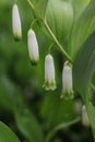 A Close Up Of A Solomon\'s-Seal Plant On A Green Background