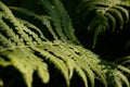 Close up photo of some fern plants Royalty Free Stock Photo