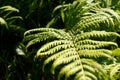 Close up photo of some fern plants and leaves. Beautiful green Royalty Free Stock Photo