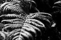 Close up photo of some fern plants and leaves. Beautiful green colors background Royalty Free Stock Photo