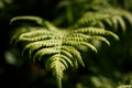 Close up photo of some fern plants and leaves. Beautiful green colors Royalty Free Stock Photo