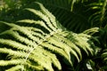 Close up photo of some fern plants and leaves Royalty Free Stock Photo