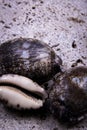 Close-up photo of some oysters on the beach sand.