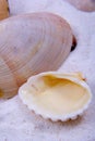 Close-up photo of some oysters on the beach sand.