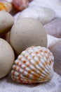 Close-up photo of some oysters on the beach sand.