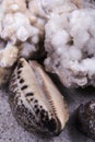 Close-up photo of some oysters on the beach sand