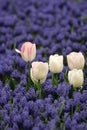 Close up photo of some white tulips in a garden with lavenders