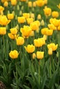 Close up photo of some yellow tulips in a garden Royalty Free Stock Photo