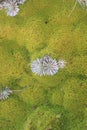 Flowering lichen closeup new zealand nelson lakes Royalty Free Stock Photo