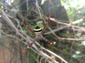 Close-up photo of a spider (Argiope amoena) Royalty Free Stock Photo