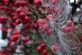 Close up photo of spider`s web with dew drops hanging from red crab apple tree in autumn Royalty Free Stock Photo