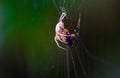 close up photo of a spider in a web with leaves