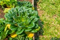 Close-up photo of spinach vegetable growing in the plot. Fresh organic spinach or Tatsoi