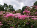 Close up photo of Spiraea japonica Japanese meadowsweet pink flowers