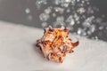 Close-up photo of the spiral spiked seashell under the falling water drops. Shallow depth of field blurred background Royalty Free Stock Photo