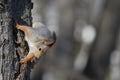 A close-up photo of a squirrel on the tree bark.