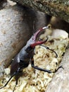 close up photo of a stag beetle on firewood