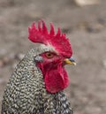 Close up photo of a striped white and black feather rooster with