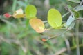 A close-up photo of such beautiful leaves