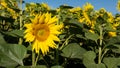 Close-up photo of sunflower in field of sunflowers. Yellow flower. Royalty Free Stock Photo