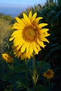 Close-up photo of sunflower flower on farm field, with blue sky and white clouds in background, on a bright summer day Royalty Free Stock Photo