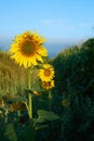 Close-up photo of sunflower flower on farm field, with blue sky and white clouds in background, on a bright summer day Royalty Free Stock Photo