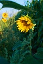 Close-up photo of sunflower flower on farm field, with blue sky and white clouds in background, on a bright summer day Royalty Free Stock Photo