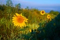 Close-up photo of sunflower flower on farm field, with blue sky and white clouds in background, on a bright summer day Royalty Free Stock Photo