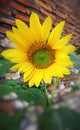 Close-up photo of sunflower (Helianthus annuus) in full bloom. Royalty Free Stock Photo