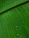 Close up photo of the surface of a fresh green banana leaf. Royalty Free Stock Photo