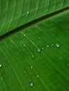 Close up photo of the surface of a fresh green banana leaf. Royalty Free Stock Photo