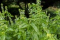 Close up photo of Sweet Basil Ocimum basilicum leaves Royalty Free Stock Photo