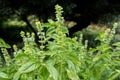 Close up photo of Sweet Basil Ocimum basilicum leaves Royalty Free Stock Photo