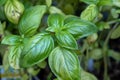 Sweet Basil Ocimum basilicum leaves grown at the greenhouse Royalty Free Stock Photo