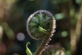 a close up of a swirling fern