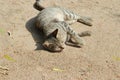 Photo of a tabby grey cat lying on the ground